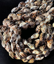 Cowrie Beans