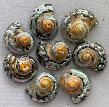 Sarmaticus 9 Cut (Natural)