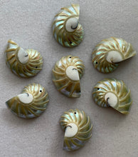 Philippine Shell 9 Cut Tiger's Eye with Grooving