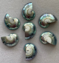 Philippine Shell 9 Cut Blue Tiger's Eye
